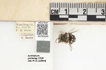 Media type: image;   Entomology 785698 Aspect: Labels